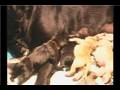 Guide Dog Training : Guide Dog Training: Guide Dog Breeding