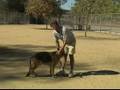 Basic Dog Training Tips : How to Train a Dog to Stop Barking