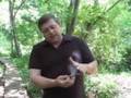 Dog Training Equipment - Choke Collars